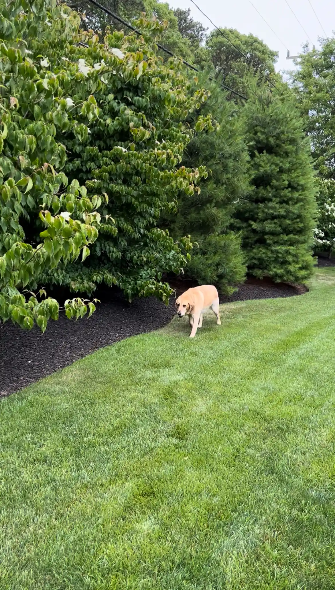 Landscaping service 2